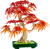 Lego 10348 Japanese Red Maple Bonsai Tree