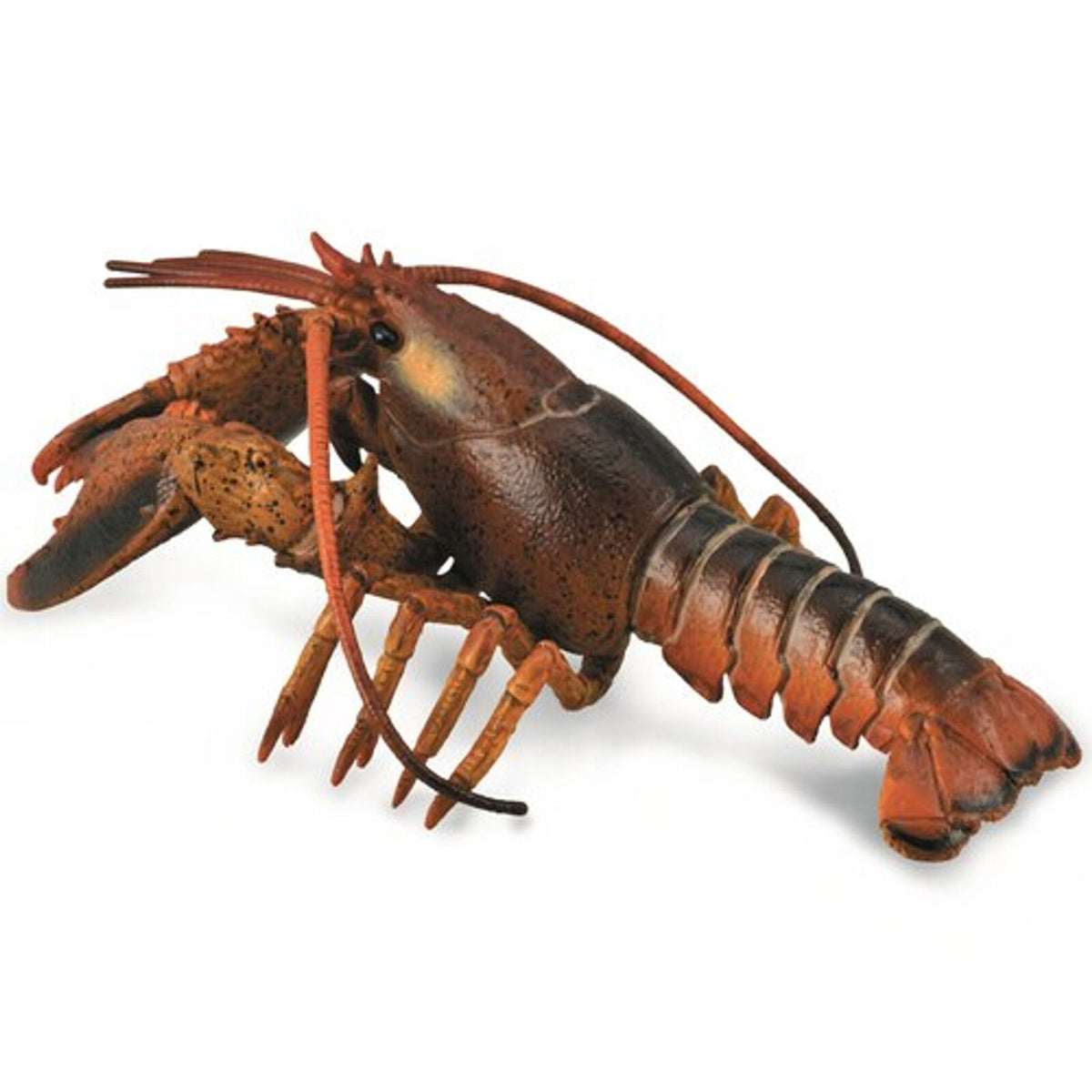 Co88920 Lobster Deluxe