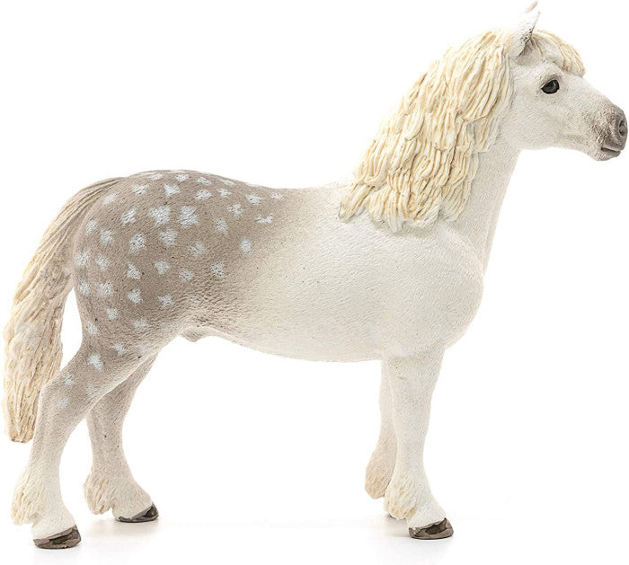 SC13871 Welsh Pony Stallion