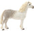 SC13871 Welsh Pony Stallion