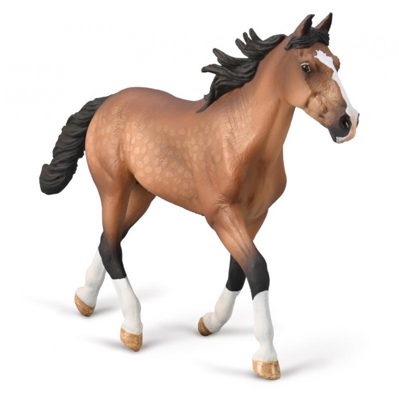 Co80004 Standardbred Pacer Satllion - Bay