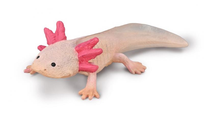 Co80015 Axolotl
