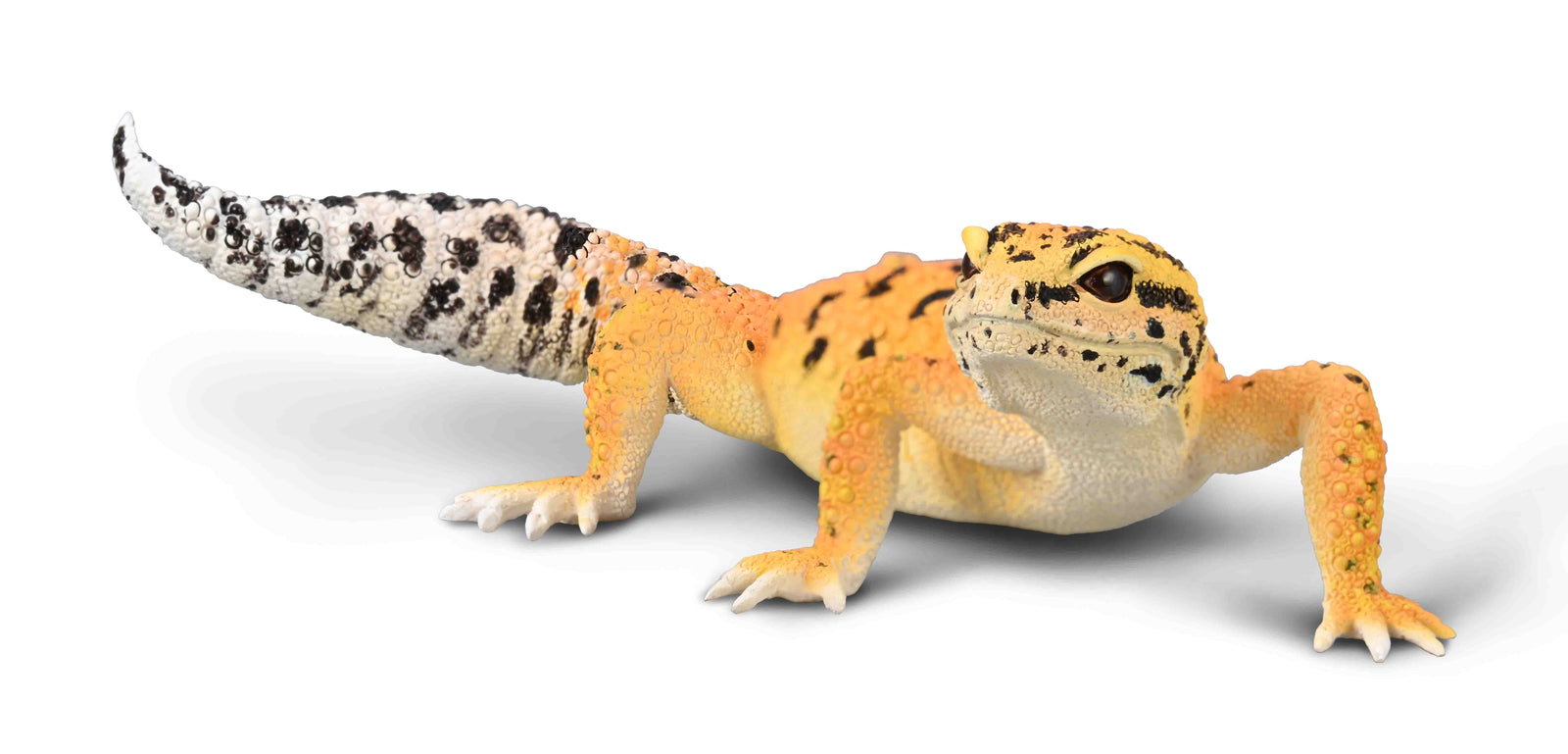 Co80043 Leopard Gecko