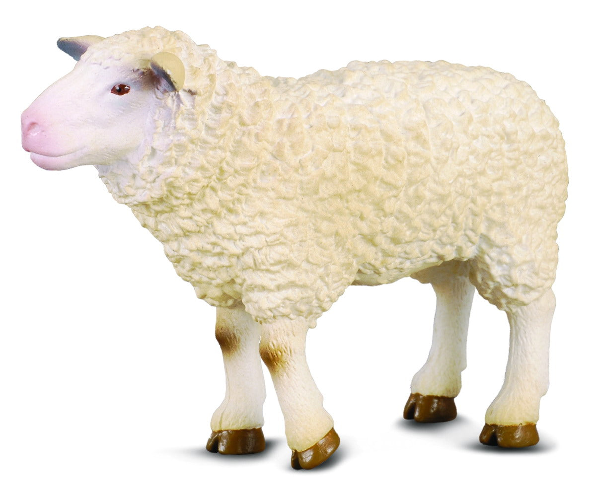 Co88008 Sheep