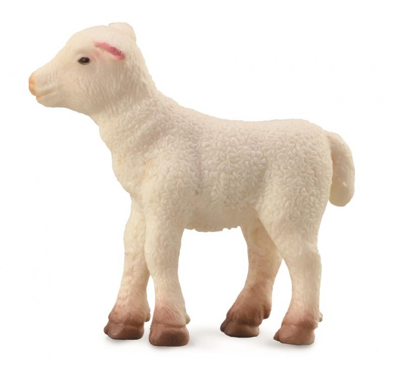 Co88009 Lamb