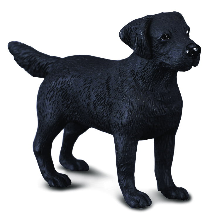 Co88076 Labrador Retriever