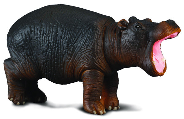 Co88090 Hippopotamus Calf