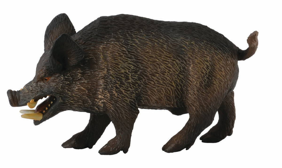 Co88363 Wild Boar