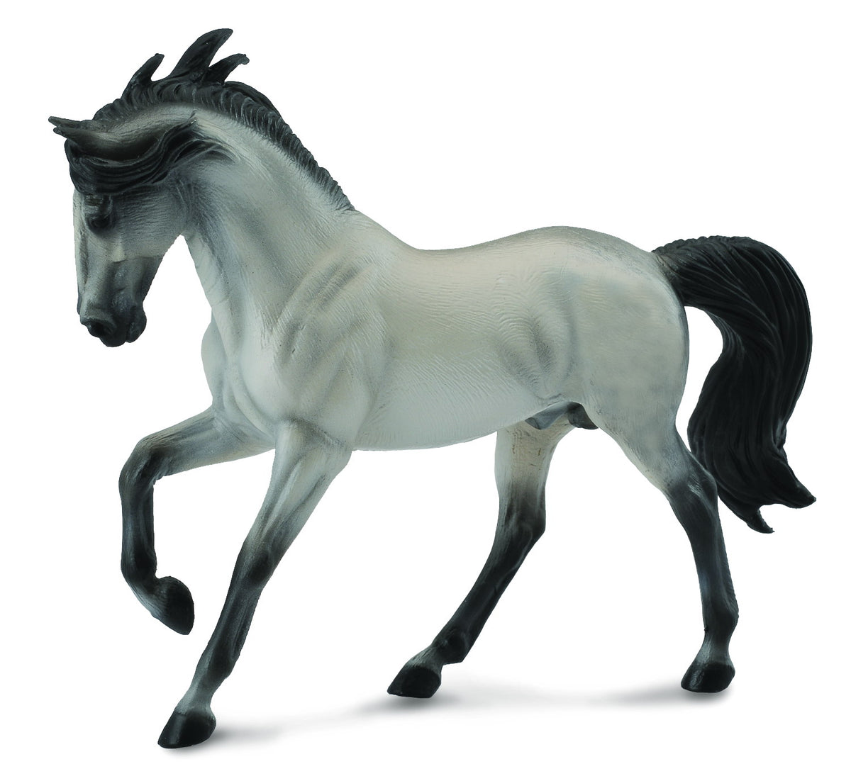 Co88464 Andalusian Stallion Grey
