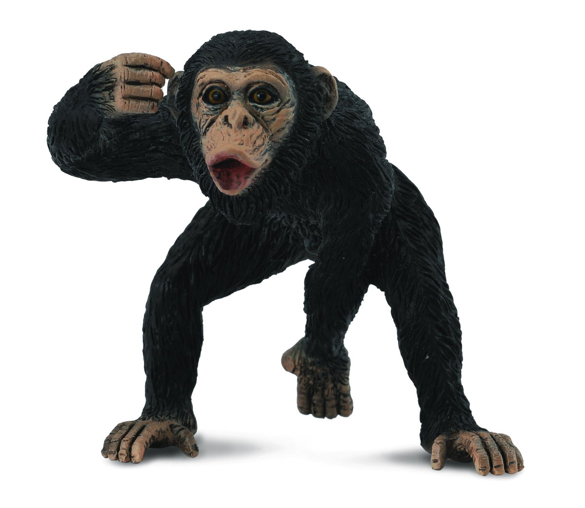Co88492 Chimpanzee Male