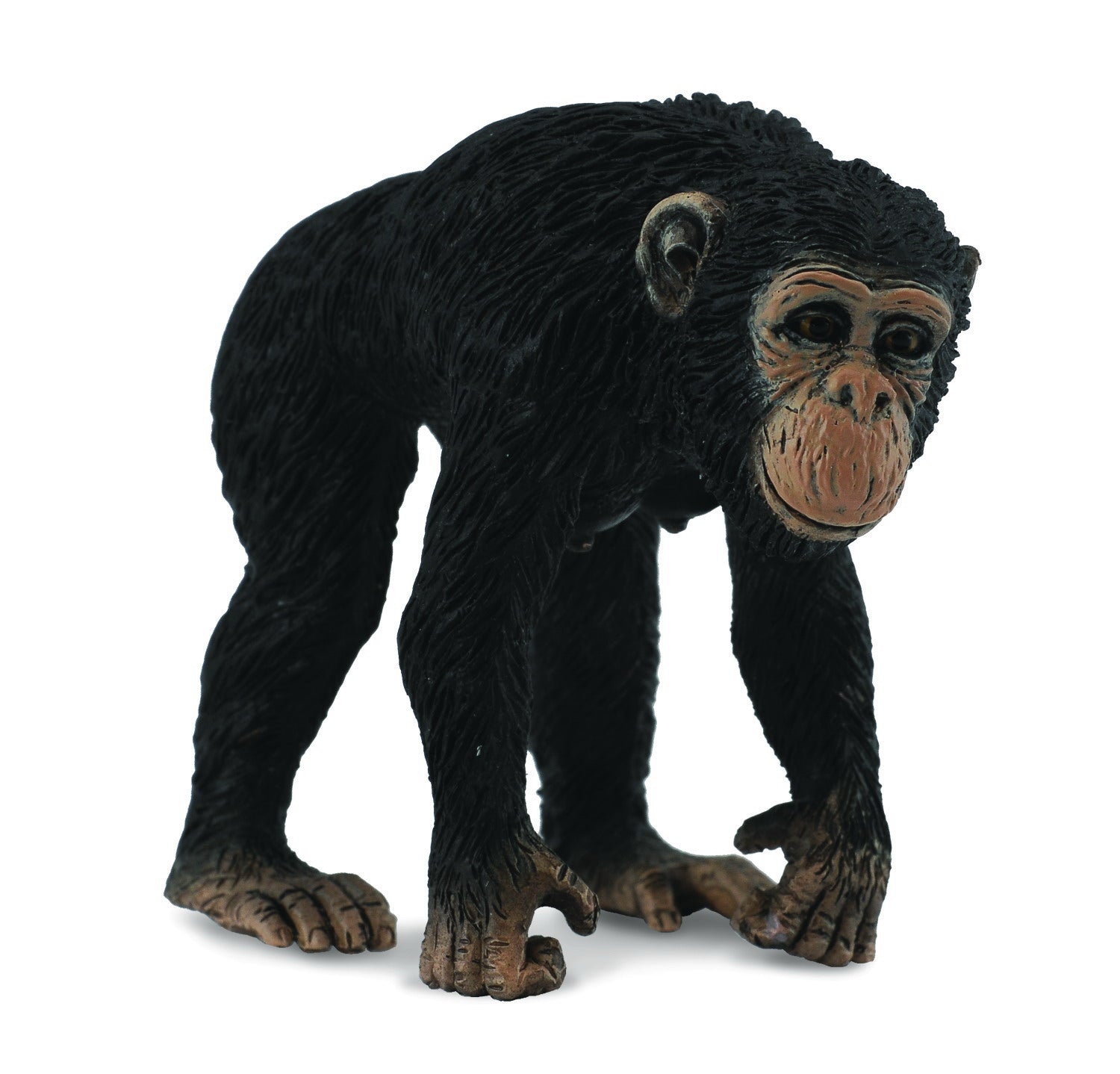 Co88493 Chimpanzee Female