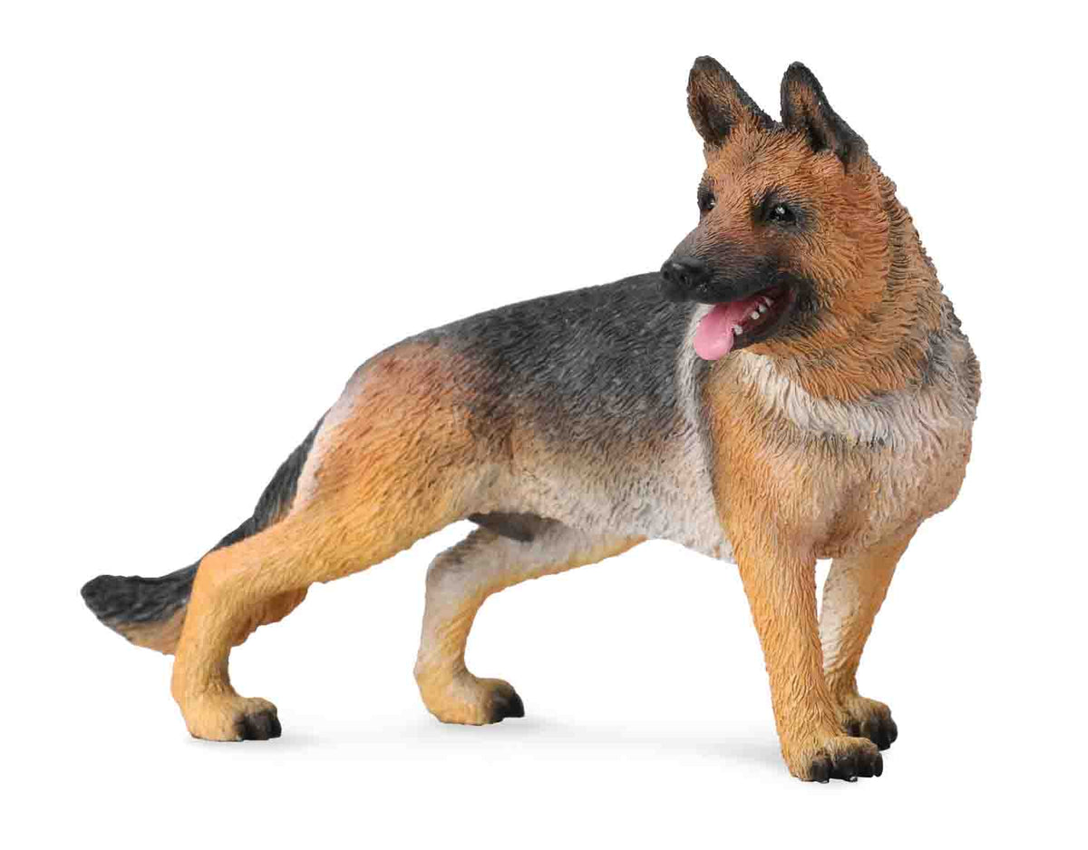 Co88552 German Sheperd