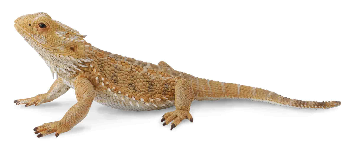Co88567 Bearded Dragon Lizard