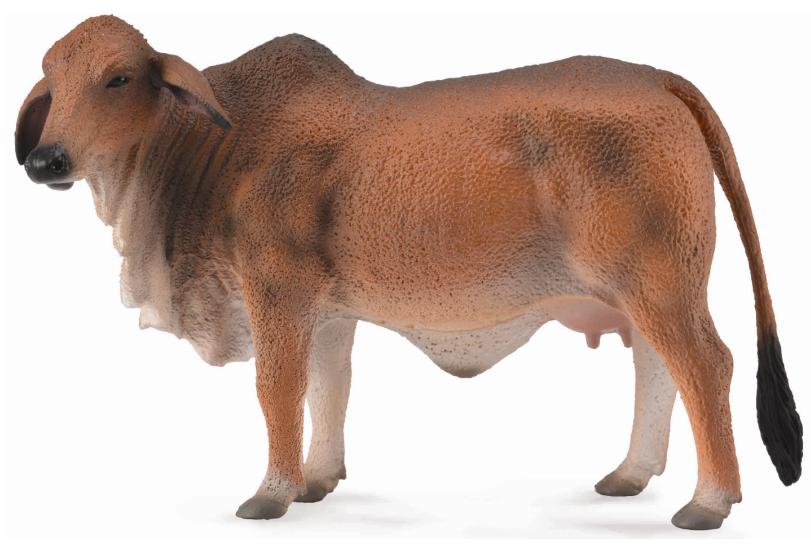Co88600 Brahman Cow Red