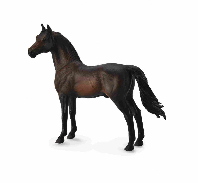 Co88646 Morgan Stallion Bay