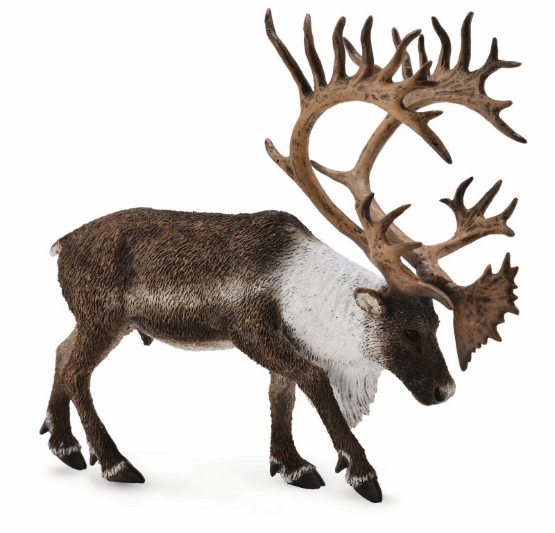 Co88709 Woodland Caribou