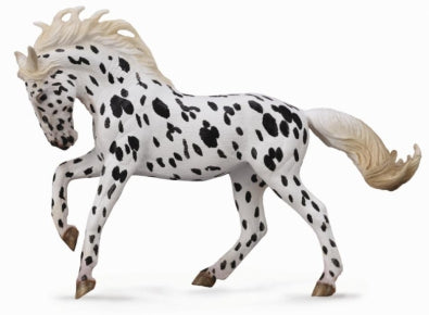 Co88720 Knabstrupper Mare - Black Leopard