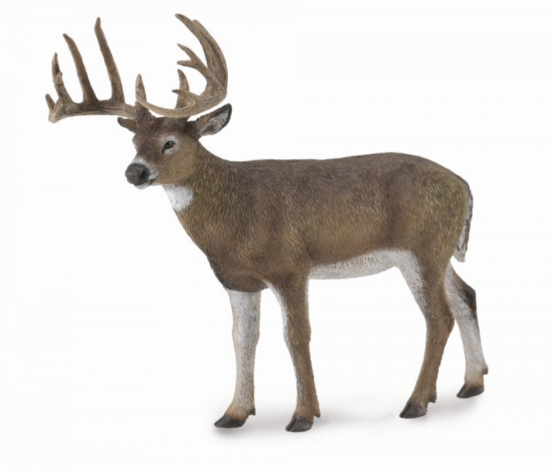 Co88832 White Tailed Deer