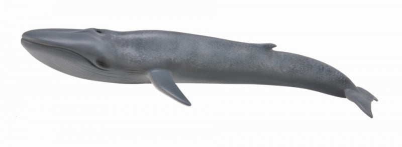 Co88834 Blue Whale