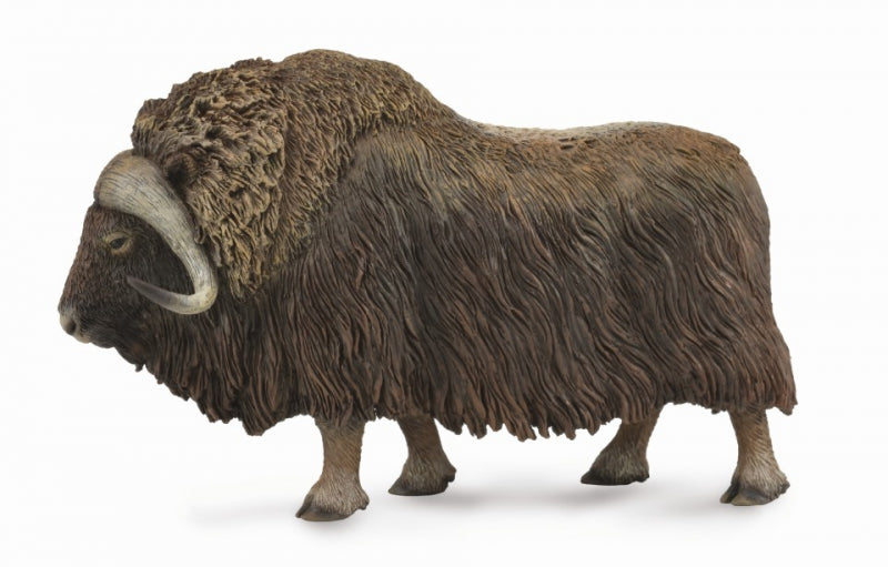 Co88837 Musk Ox