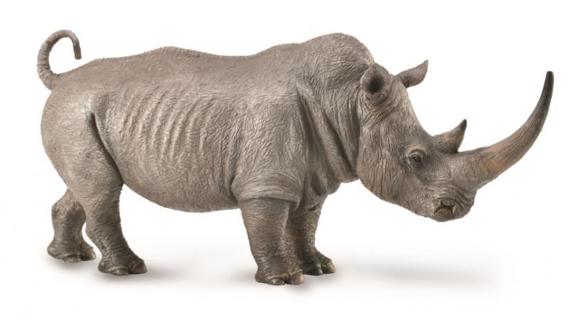 Co88852 White Rhinoceros XL