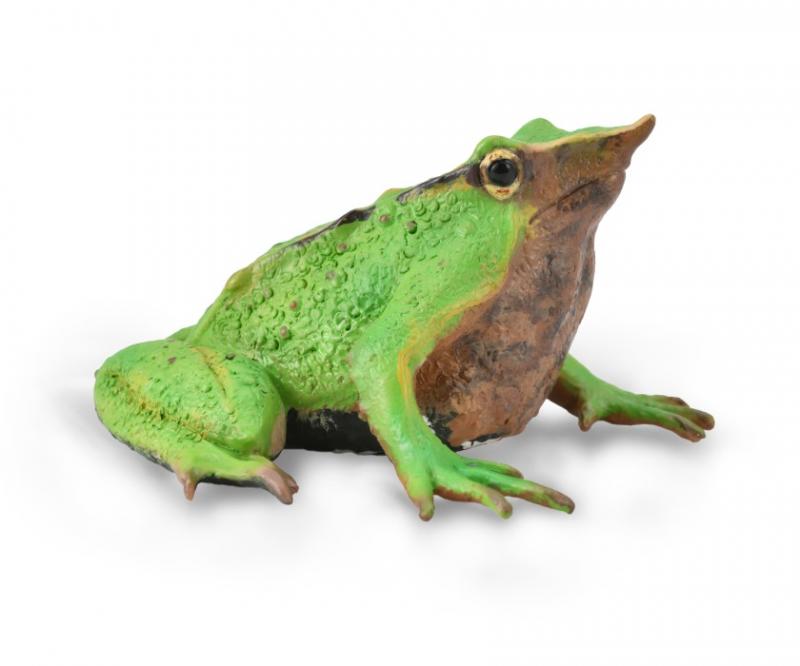 Co88938 Darwin's Frog