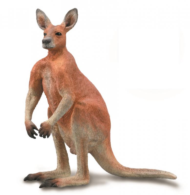 CO88942 Red Kangaroo - Male