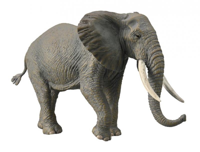 Co88966 African Bush Elephant
