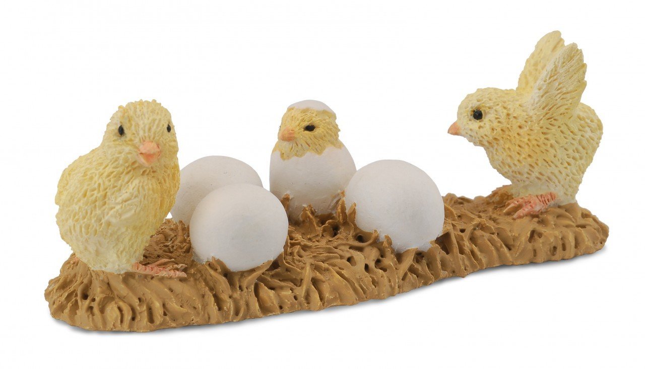 Co88480 Chicks Hatching