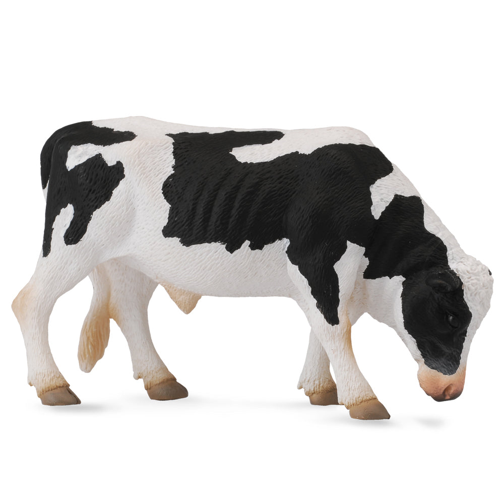 Co88482 Friesian Bull