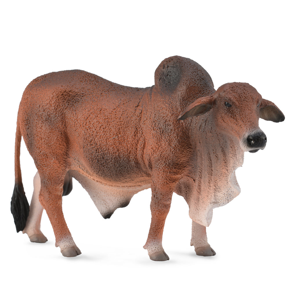 Co88599 Brahman Bull Red