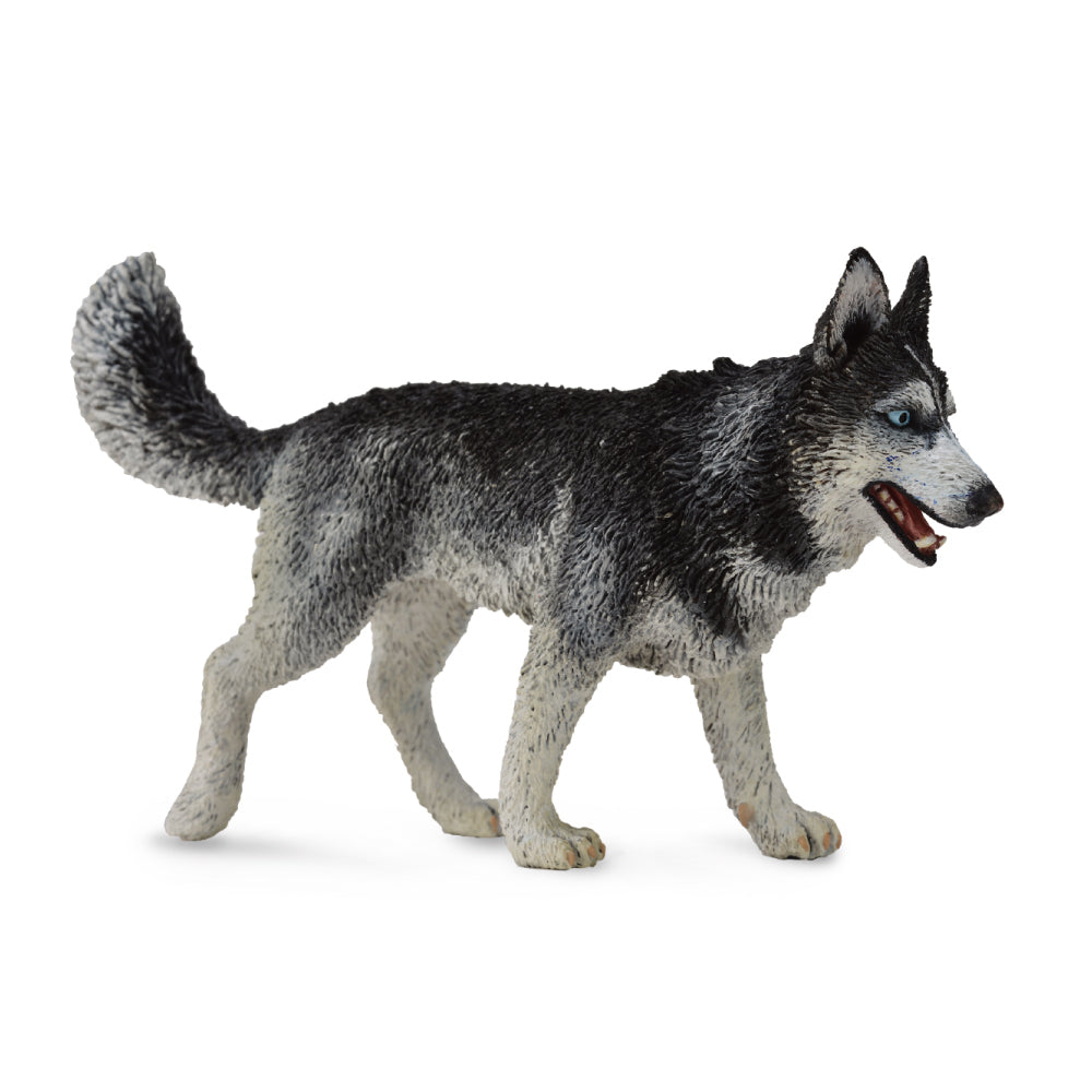 Co88707 Siberian Husky