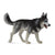 Co88707 Siberian Husky