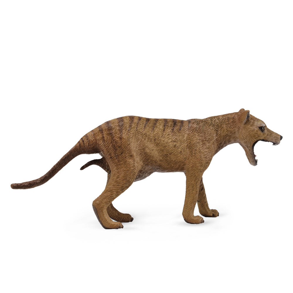 Co88767 Thylacine Tasmanian Tiger L