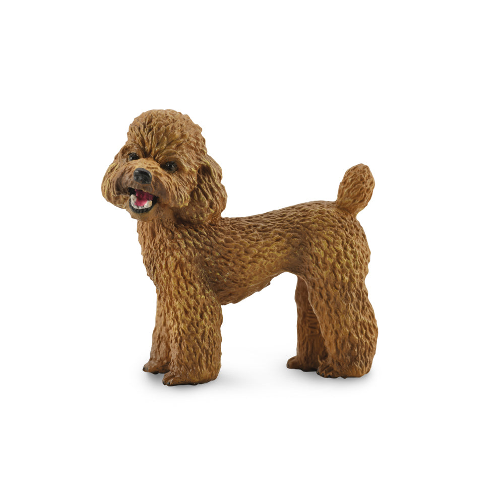Co88880 Poodle
