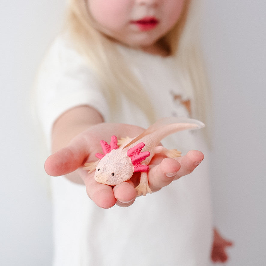 Co80015 Axolotl