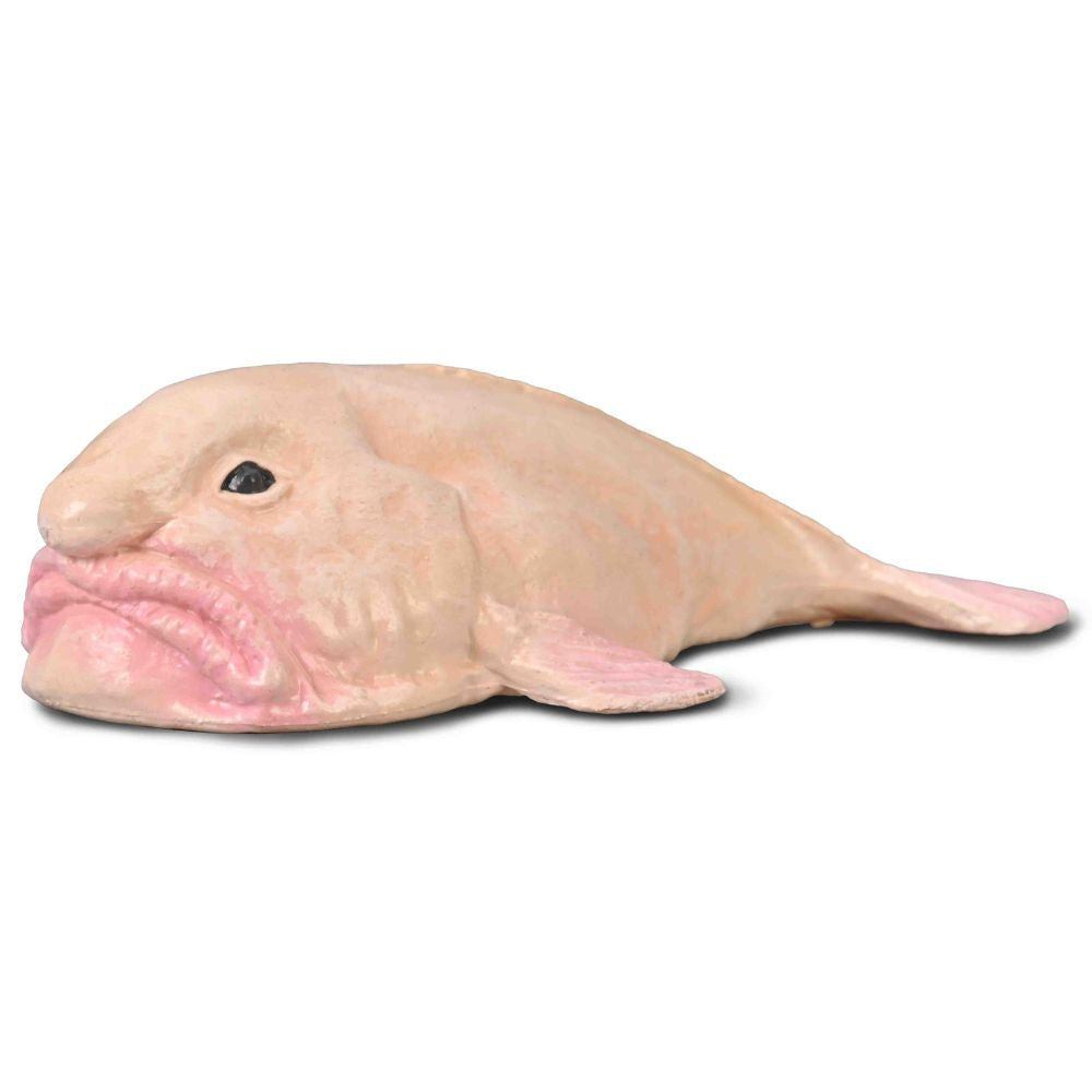 Co80037 Blobfish