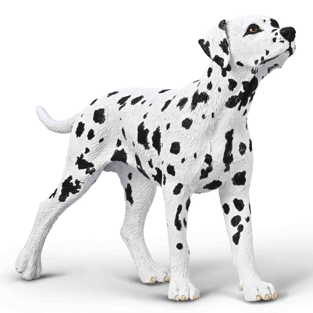 Co80040 Dalmation