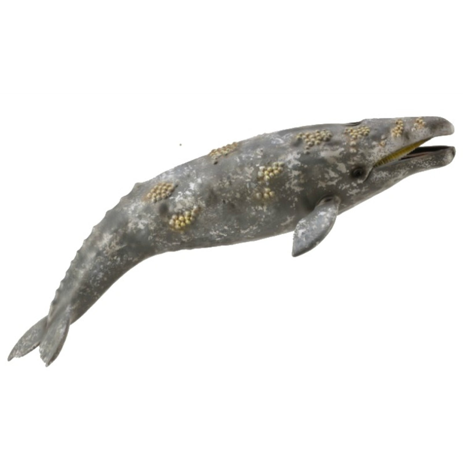 Co88836 Gray Whale