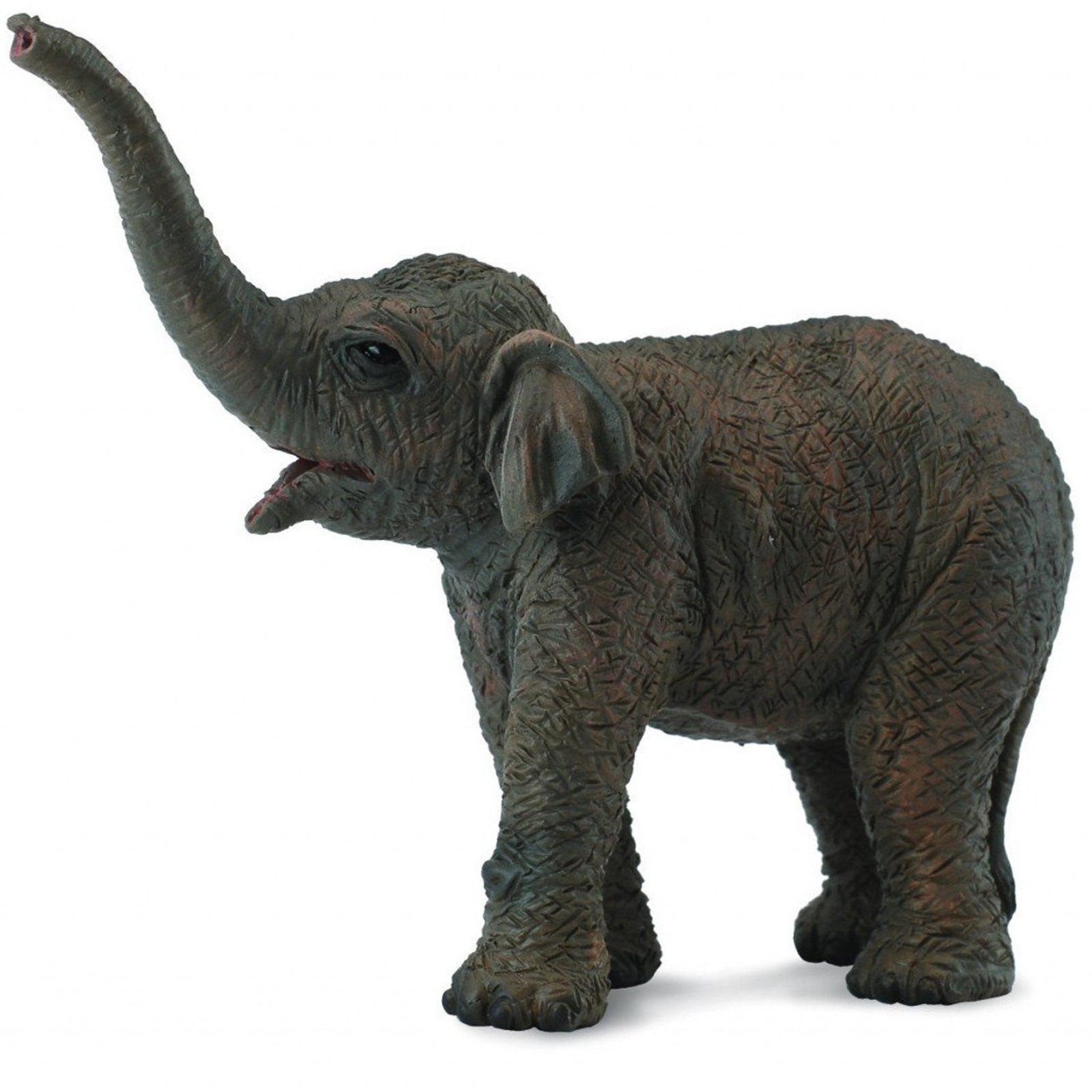 Co88487 Asian Elephant Calf