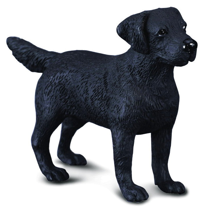 Co88076 Labrador Retriever