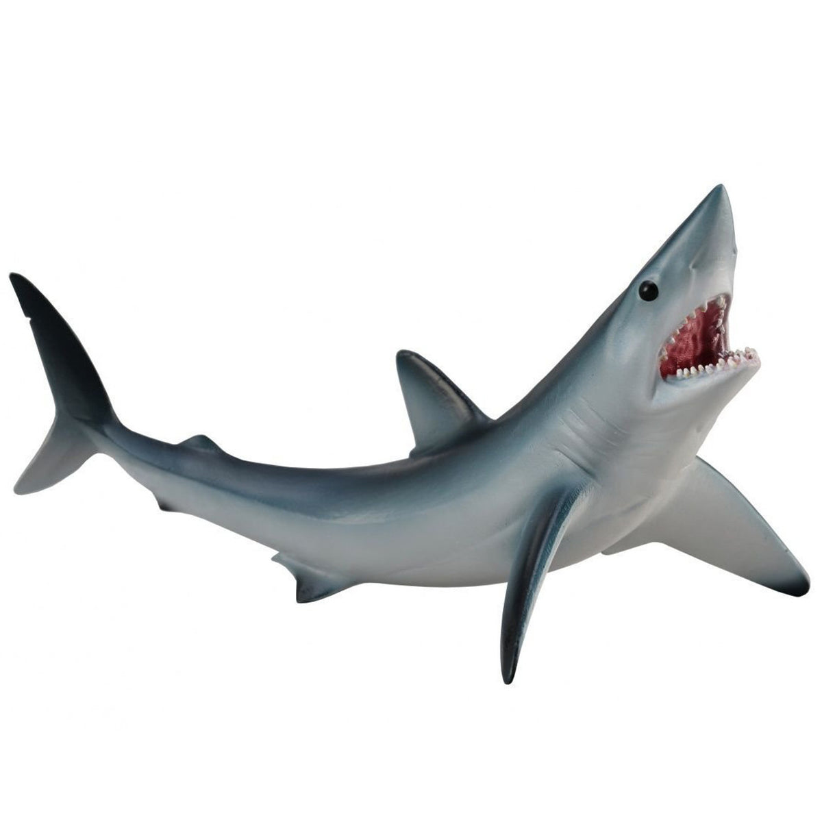 Co88679 Shortfin Mako Shark