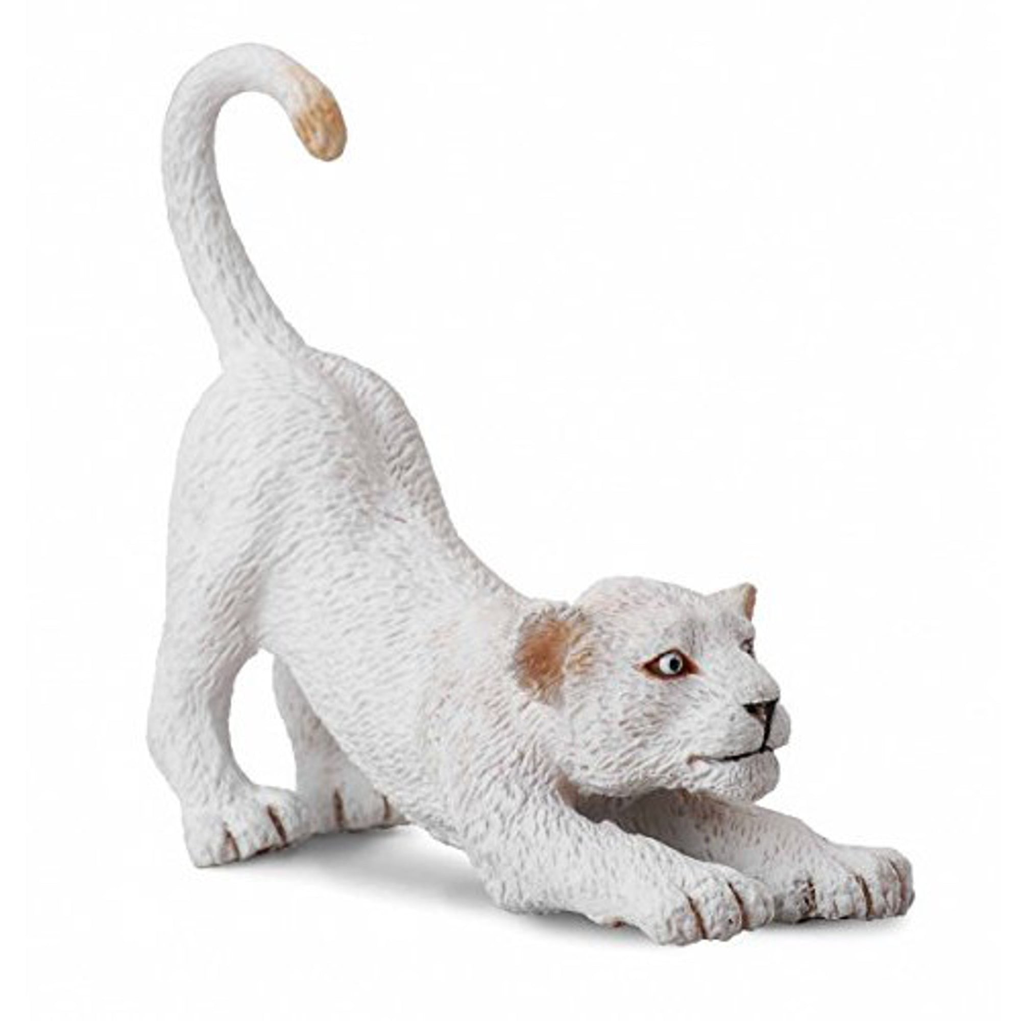 Co88550 White Lion Cub Stretching