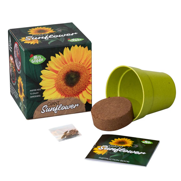 Mrs Green Giant Sunflower
