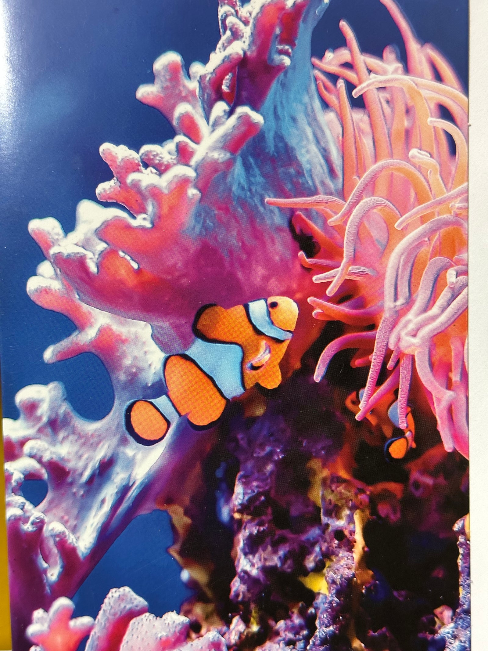 Card Snapshotz Clown Fish in Ocean