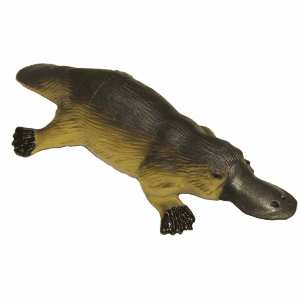 Animals Of Australia Large Platypus
