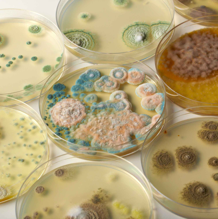 Heebie Jeebies Revolting Science Gross Stomach - Churning Germs