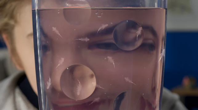 Sea Monkeys Ocean Zoo Asst Colours