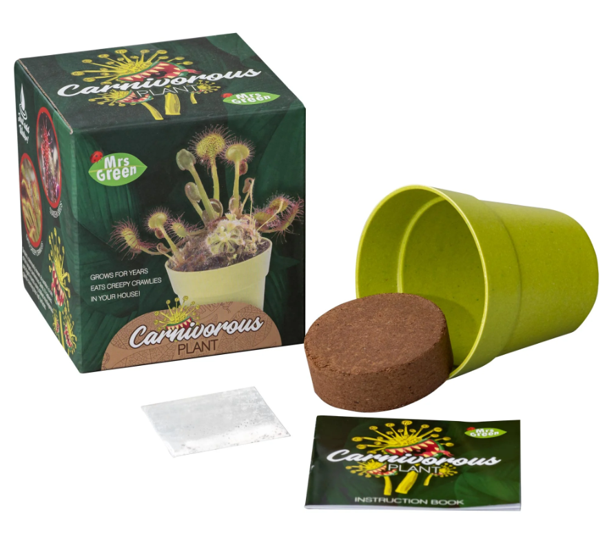 Mrs Green Venus Fly Trap