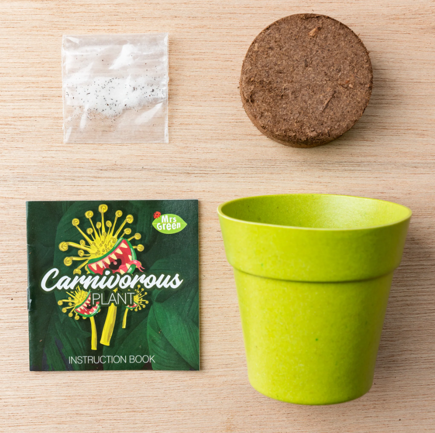 Mrs Green Venus Fly Trap